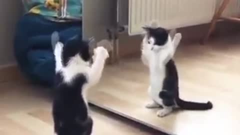 Funny Cats tries to touch himself by looking in the mirror