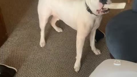 Bewildered Dog Has Hilarious Reaction When Owner Changes Her Voice