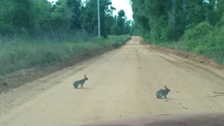 Rabbits in the road