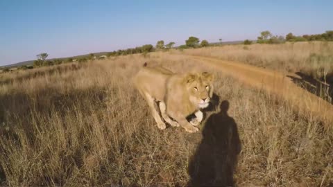 Lion Whisperer