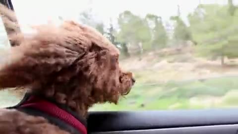 Poodle car ride