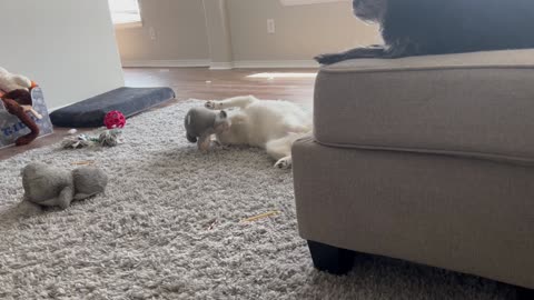 Pup Plays With Favorite Penguin Toy