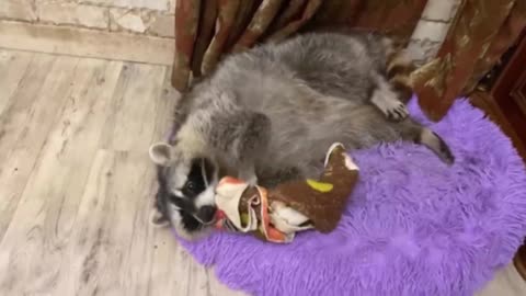 Raccoon loves his favorite bedspread like crazy 2