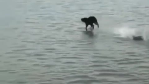 Is this real a dog running on the sea 😯🤔