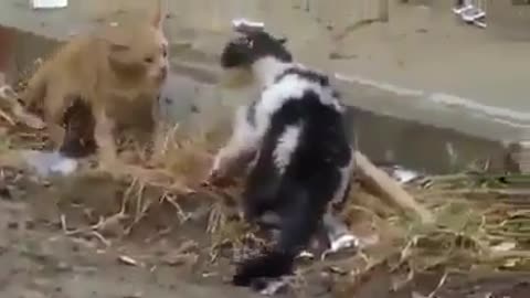 A cat fight to the death, no retreat, no surrender