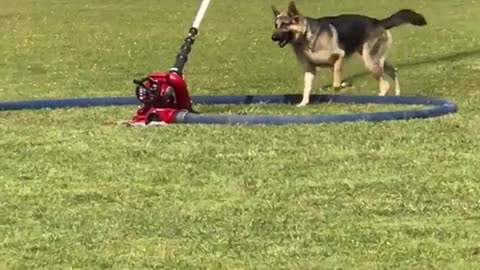 German shepard playing with red water stream