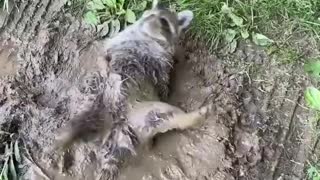 Raccoon Rolls in Mud Puddle