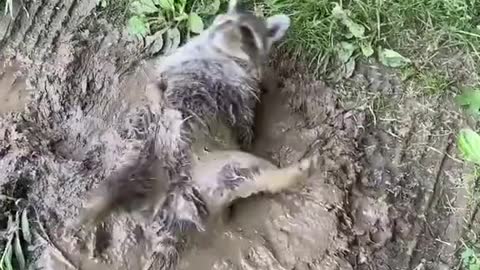 Raccoon Rolls in Mud Puddle