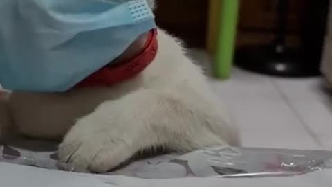 Cute cat wearing a mask