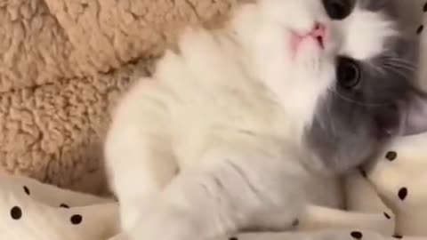 cute cat video