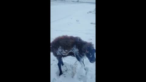 frozen animals in ice (P1)