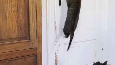 cat opening the door fleeing the quarantine.