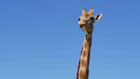 Close up footage of Wild giraffe, African giraffe