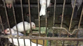 white beautiful sparrow in cage
