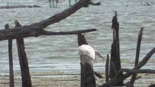 374 Toussaint Wildlife - Oak Harbor Ohio - White Egret Avoiding High Winds