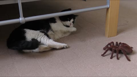 Funny Cat with Spider