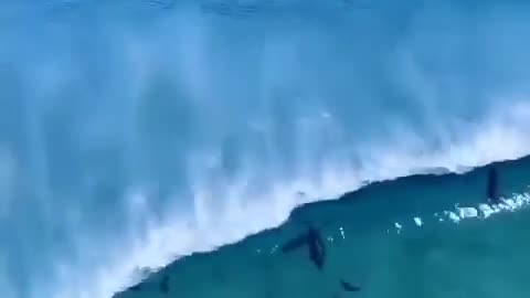 Beautiful dolphins perform