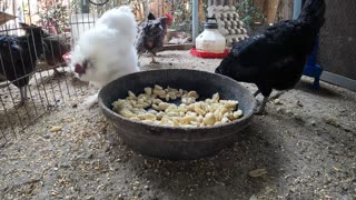 Backyard Chickens Eating Pasta Sounds Noises Hens Roosters!