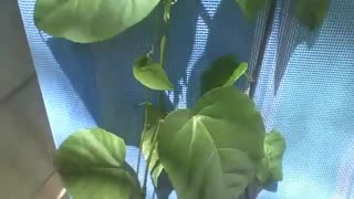 Plant with heart-shaped leaves grows on a beach chair [Nature & Animals]