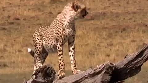 Watching Over the Masai Mara | Little Big Cat | BBC Earth