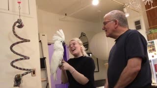 Gorgeous cockatoo says "hello" over and over