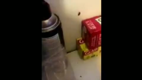 Trying move my cock roach family