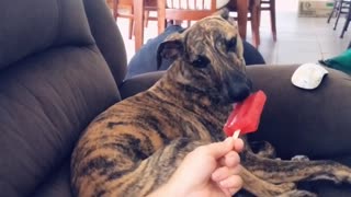 Sharing Treats with Pupper