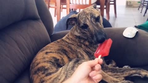 Sharing Treats with Pupper