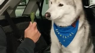 Husky eats a magical microphone