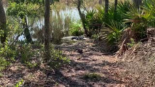 Chasing Alligators in St. Andrews State Park - Panama City Beach, Florida