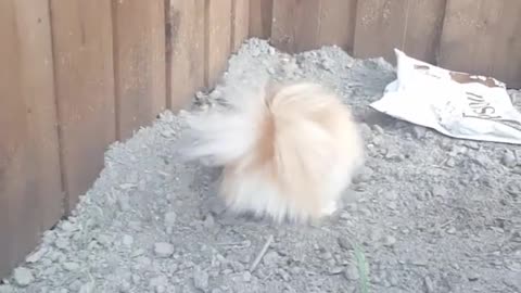 Tiny Pomeranian takes a dust bath