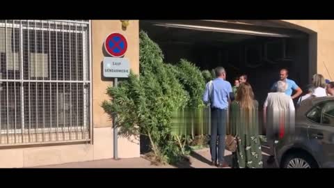 Dozen of cannabis plants picked up by Gardarmerie of Saint-Tropez