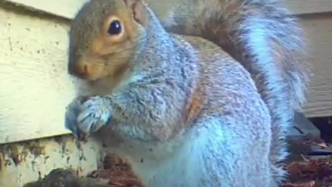Squirrel eats in your face