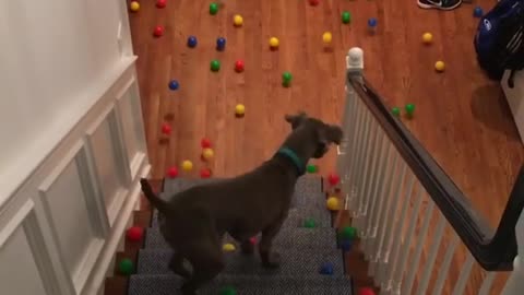 Sweet Dog Doesn't Know What To Do With All Those Balls