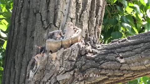 bird on tree