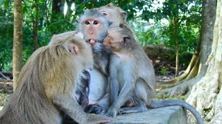 Funny animal# Families monkey love #72# love animals.