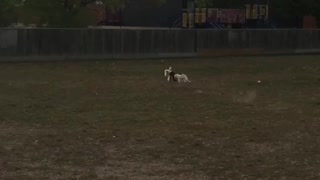 Dog running in yard and tripping