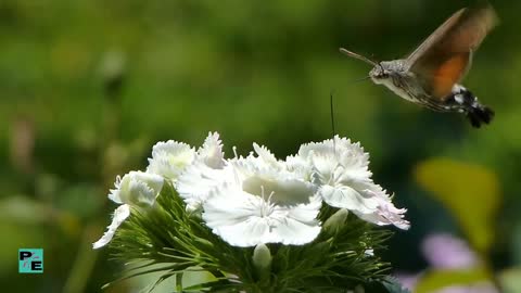 The most beautiful flowers in the world