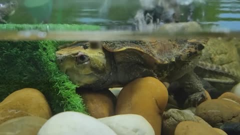 Olecranon turtle