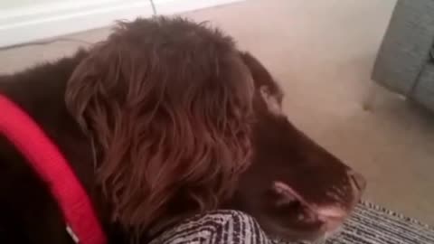 Sleep-talking dog wonders what day it is when woken up!!