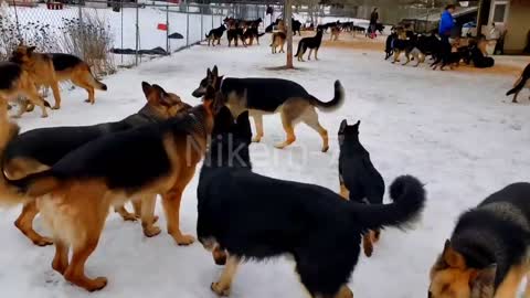 Police dog شيان بوليس الألماني.