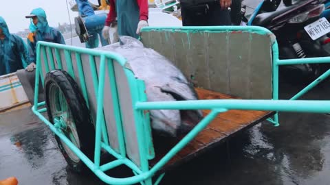 Black tuna landed at auction to the full record of one hour of dismemberment!!