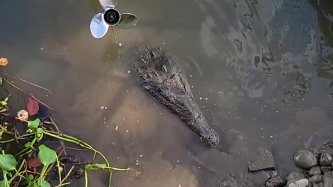 Massive American Crocodile at Boat Dock