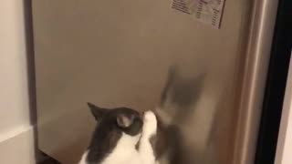 Hungry Kitty Makes It Clear What It Wants