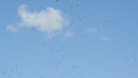 a flock of birds slo-mo