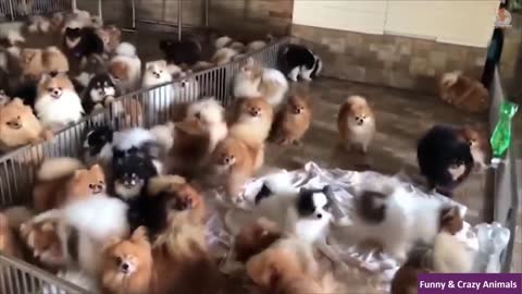 Cutest and funniest animal video compilation #short