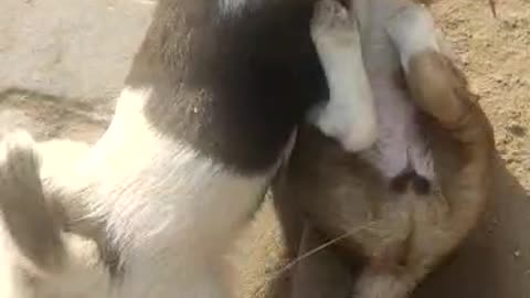 Puppy with small puppy fight....