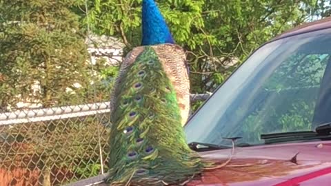 Short Conversation with a Peacock