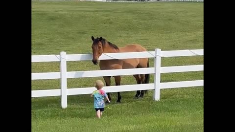 Little Boy Calls His Horse Friends to Him