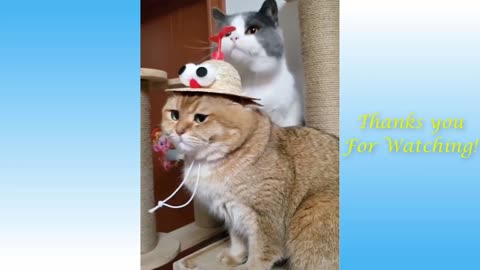 Funny animals video, best of funny animals for 2021